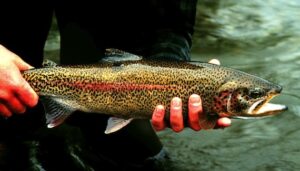 Rainbow_trout_fish_onchorhynchus_mykiss_detailed_photography