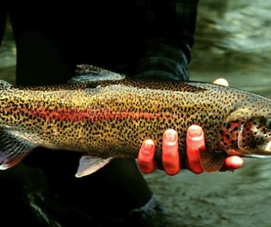 Rainbow_trout_fish_onchorhynchus_mykiss_detailed_photography