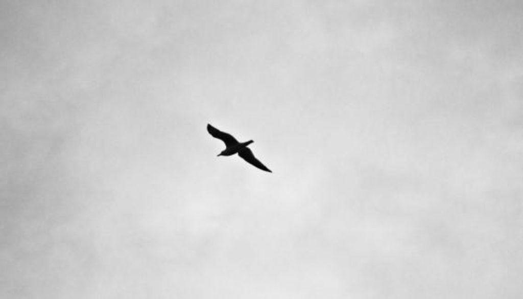 flight_soaring_bird_gull_freedom