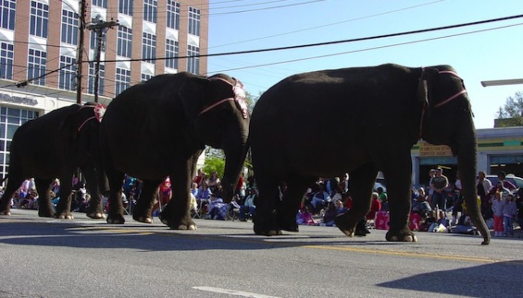 elephants-on-parade