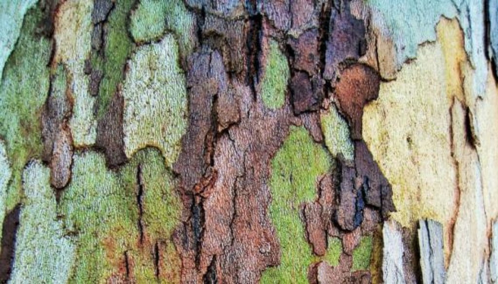 bark-patches