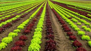landscape-field-food-salad-crop
