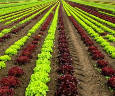 landscape-field-food-salad-crop